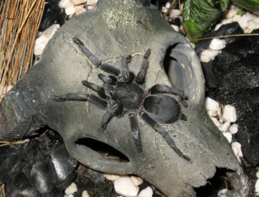 Chaetopelma olivaceum (0.5cm)