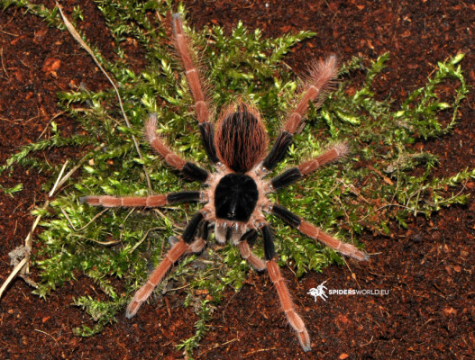 Megaphobema robustum