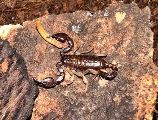 Euscorpius borovaglavaensis
