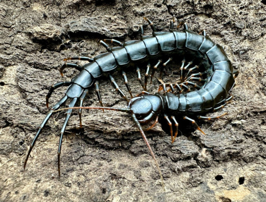 Scolopendra hainanum "Black Tiger"