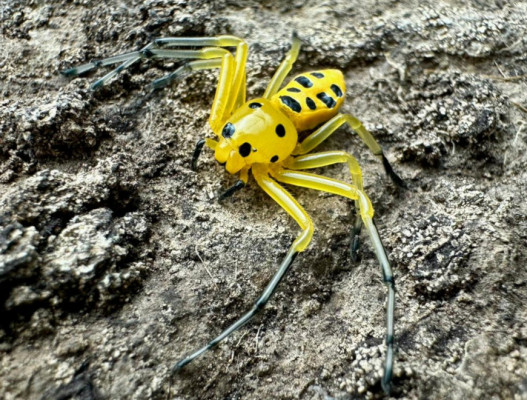 Platythomisus octomaculatus Samica (2cm)