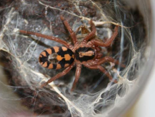 Bild einer Vogelspinne der Art Hapalopus formosus