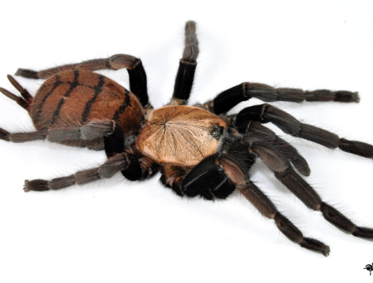 Chilobrachys fimbriatus Female (4.5cm) - Indian Violet