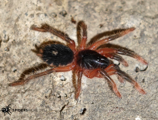 Picture of a Davus sp. Panama