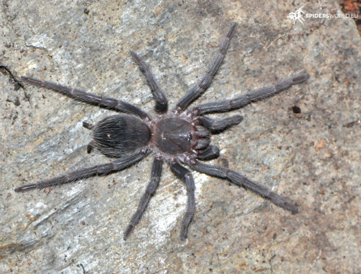 Lasiodora klugi