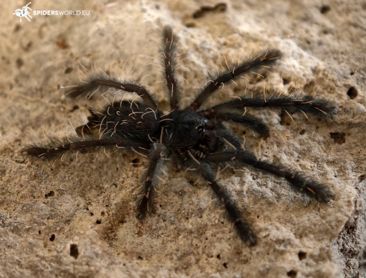 Phormingochilus sp Sabah red