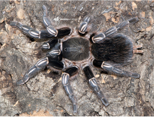 Aphonopelma seemanni blue (1cm) - Costa Rican Zebra