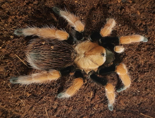 Bild einer Vogelspinne der Art Aphonopelma bicoloratum