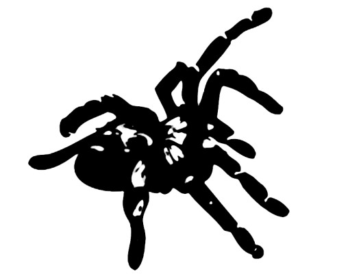 Grammostola anthracina