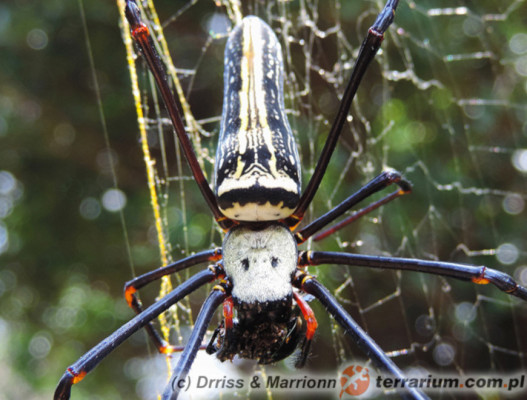 Nephila pilipes