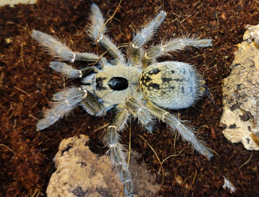 Picture of a Ceratogyrus brachycephalus WF