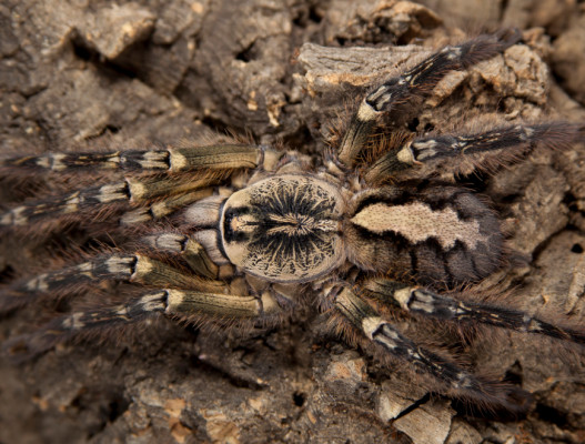 Poecilotheria ornata