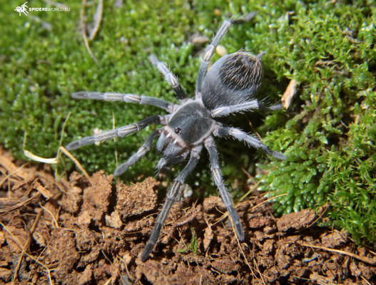 Cyrtopholis cursor
