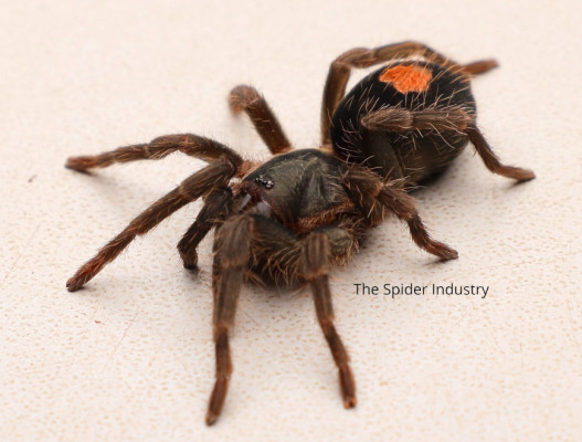 Cyriocosmus sp Oro Negro