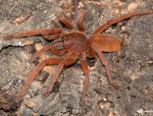 Picture of a Orphnaecus philippinus