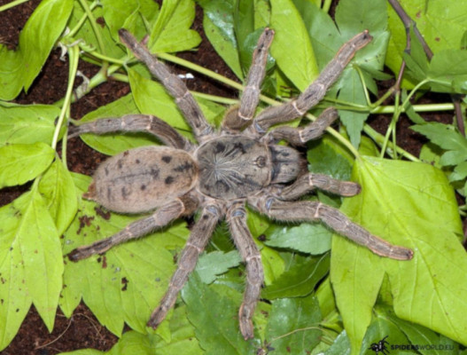 Bild einer Vogelspinne der Art Pterinochilus lugardi