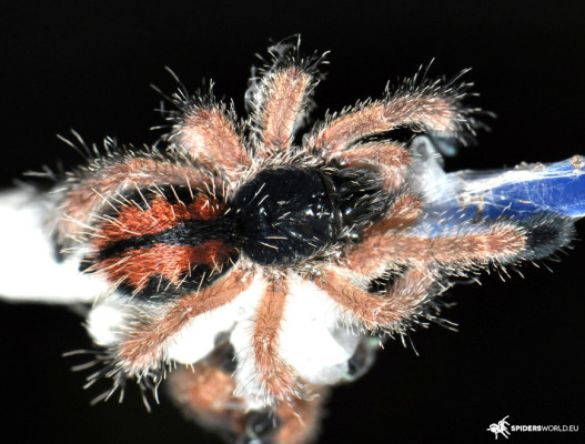 Picture of an Avicularia metallica Cayenne