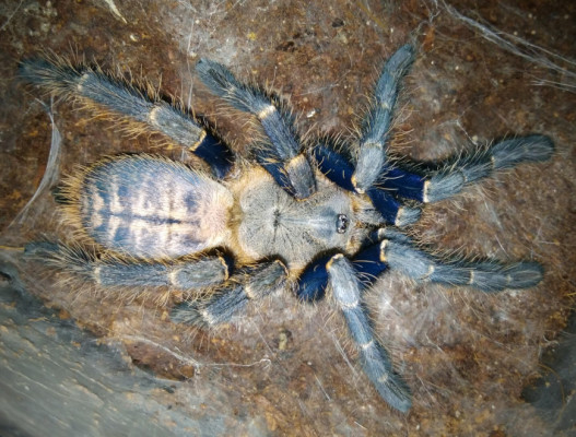 Picture of a Haplopelma robustum