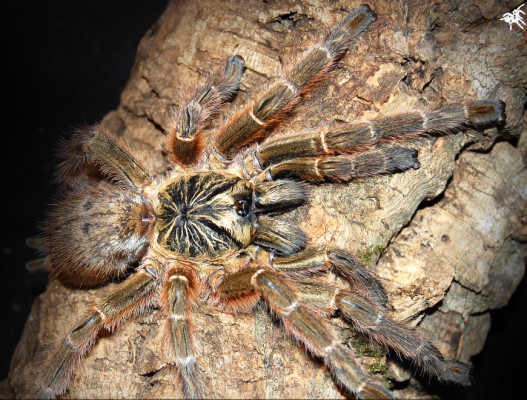 Bild einer Vogelspinne der Art Pterinochilus murinus