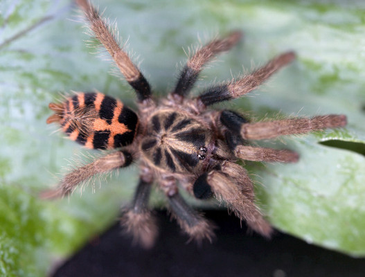 Picture of a Davus sp. Chiapas