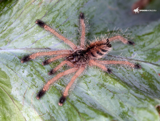 Picture of a Avicularia huriana