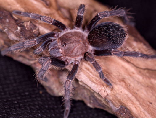 Picture of a Cyclosternum schmardae
