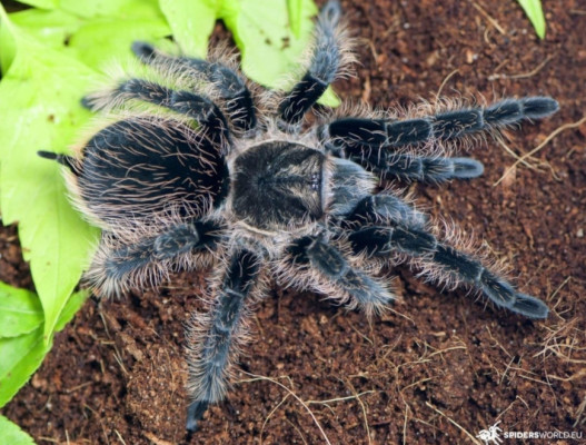 Bild einer Vogelspinne der Art Tliltocatl albopilosus