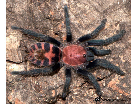 Bild einer Vogelspinne der Art Davus pentaloris