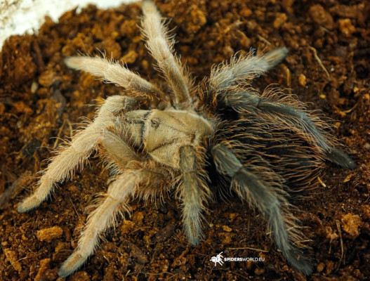 Picture of a tarantula of the species Aphonopelma sp diamondback
