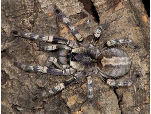 Poecilotheria formosa