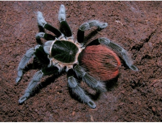 Picture of a Tliltocatl vagans