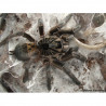 Ceratogyrus marshalli (5cm) - Ceratogyrus marshalli