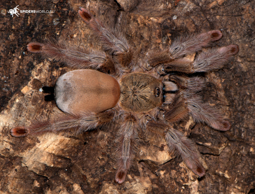 Psalmopoeus pulcher Female (7.5cm) – Panama Blonde