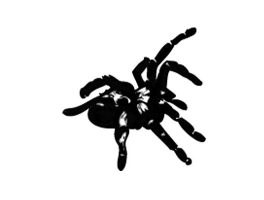 Kochiana brunnipes Dorosły Samiec (07.2017)