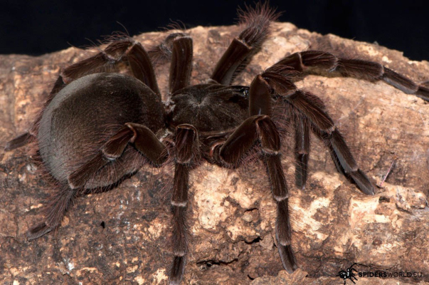 Theraphosa blondi Female + Male (5cm) - Goliath birdeater tarantula