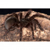 Theraphosa blondi Female + Male (5cm) - Goliath birdeater tarantula