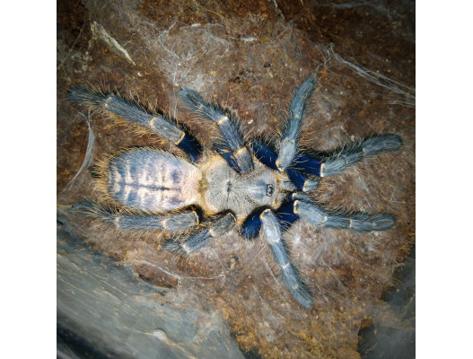 Haplopelma robustum (2.5cm)
