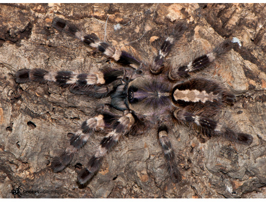 Picture of a Poecilotheria tigrinawesseli