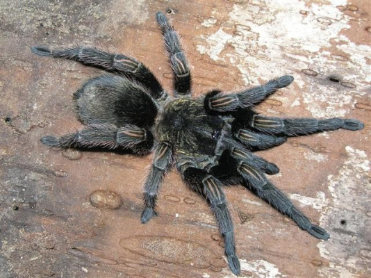 Thrixopelma pruriens cm  Peruvian Green Velvet