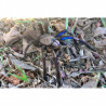 Chilobrachys natanicharum (ex. electric blue) Female (6cm)
