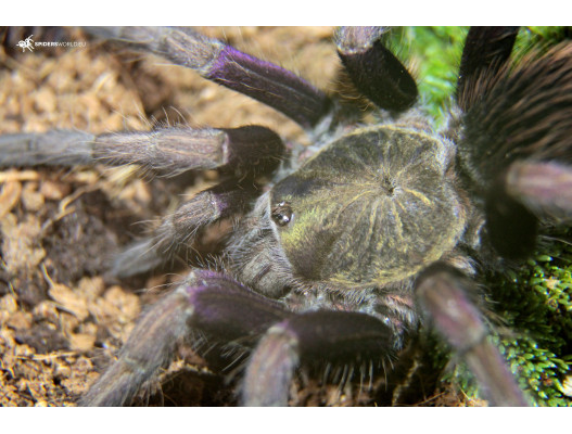 Pamphobeteus insignis